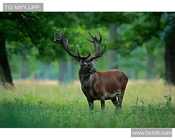 雄鹿栖息地与生态保护:探索雄鹿在自然环境中的生存挑战与未来发展潜力